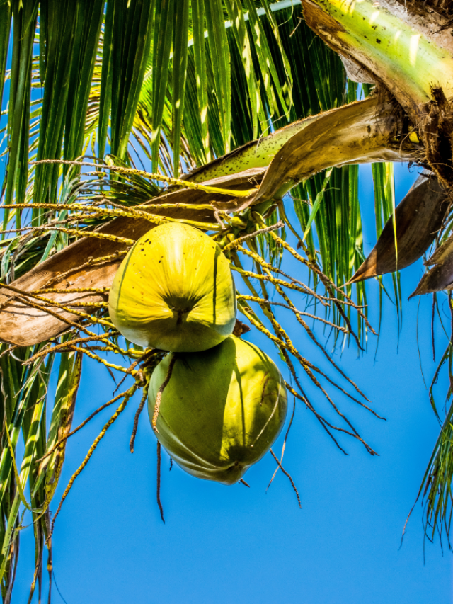 Amazing health benefits of coconut water