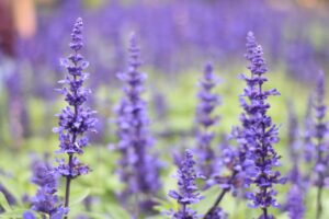 lavender oil minimizing the appearance of scars