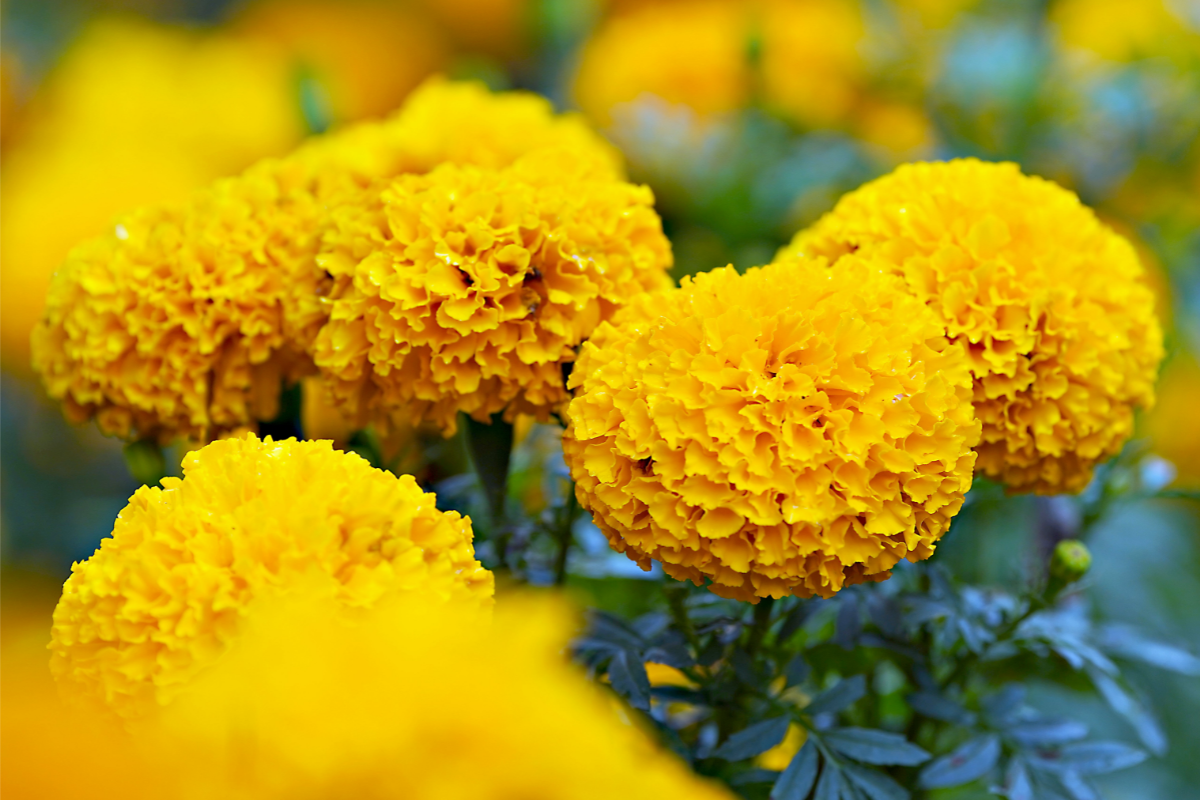 how to use marigold for glowing skin