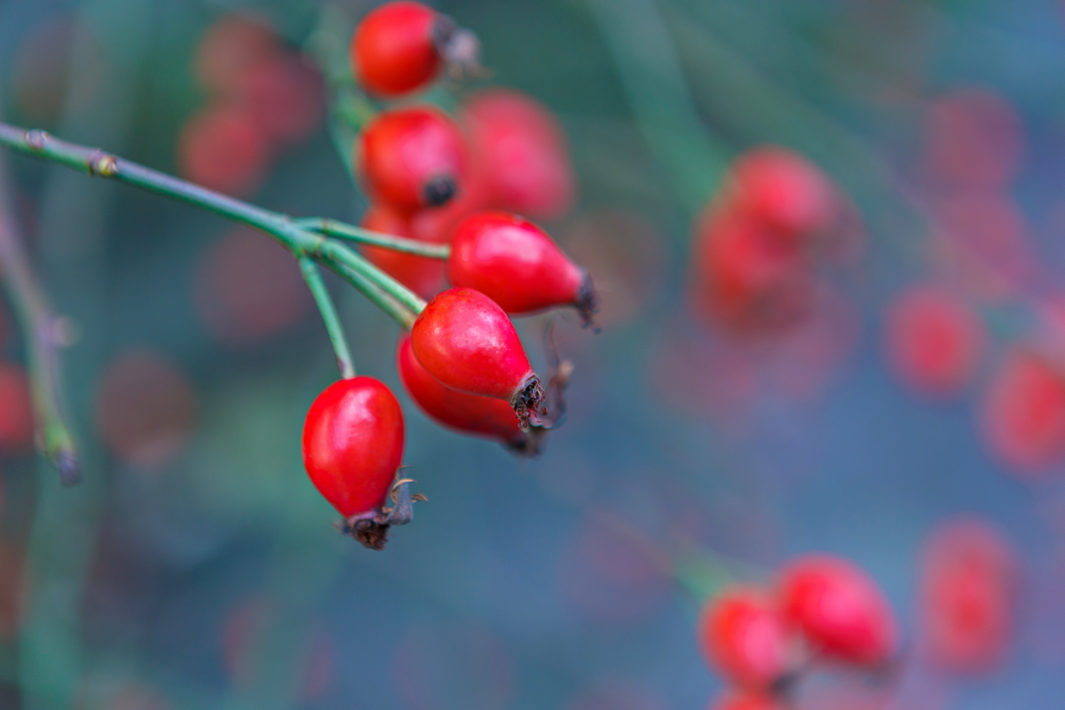 what are the health benefits of rose hips