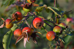 what do rose hips do