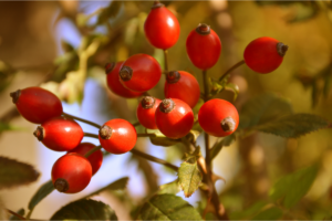 When to harvest rose hips